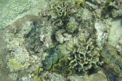 charm-churee-ko-tao-schnorcheln063