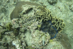 charm-churee-ko-tao-schnorcheln064