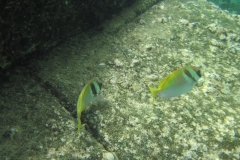 charm-churee-ko-tao-schnorcheln065