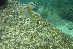 charm-churee-ko-tao-schnorcheln066