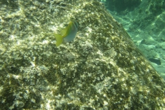 charm-churee-ko-tao-schnorcheln067