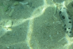 charm-churee-ko-tao-schnorcheln070