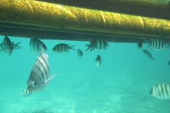 charm-churee-ko-tao-schnorcheln072