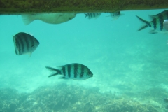 charm-churee-ko-tao-schnorcheln073