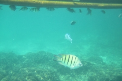 charm-churee-ko-tao-schnorcheln075