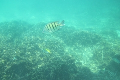 charm-churee-ko-tao-schnorcheln076