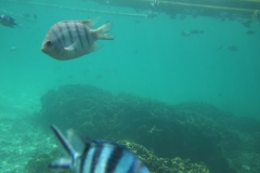 charm-churee-ko-tao-schnorcheln078