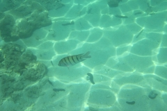 charm-churee-ko-tao-schnorcheln081