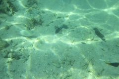 charm-churee-ko-tao-schnorcheln083