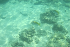 charm-churee-ko-tao-schnorcheln084