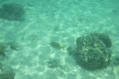 charm-churee-ko-tao-schnorcheln085