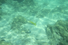 charm-churee-ko-tao-schnorcheln086