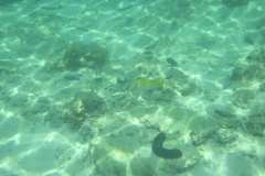 charm-churee-ko-tao-schnorcheln087