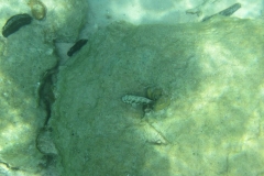 charm-churee-ko-tao-schnorcheln088