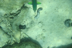 charm-churee-ko-tao-schnorcheln090