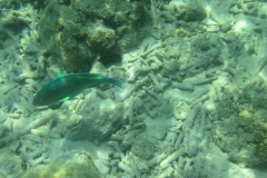 charm-churee-ko-tao-schnorcheln091