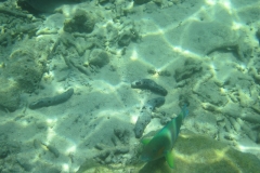 charm-churee-ko-tao-schnorcheln093