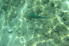 charm-churee-ko-tao-schnorcheln094