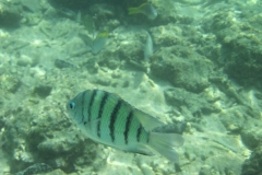 charm-churee-ko-tao-schnorcheln096