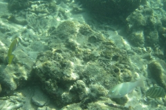 charm-churee-ko-tao-schnorcheln097