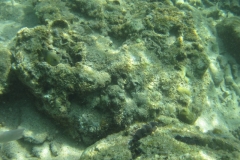 charm-churee-ko-tao-schnorcheln098