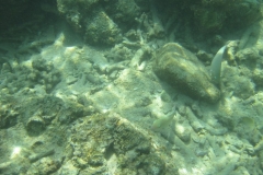 charm-churee-ko-tao-schnorcheln099