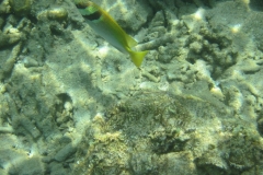 charm-churee-ko-tao-schnorcheln100