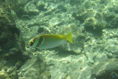 charm-churee-ko-tao-schnorcheln102