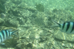 charm-churee-ko-tao-schnorcheln103