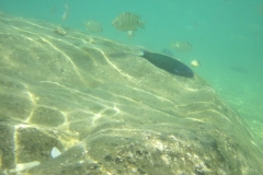 charm-churee-ko-tao-schnorcheln106