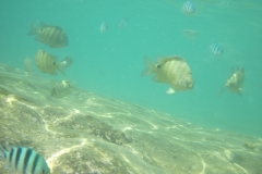 charm-churee-ko-tao-schnorcheln107