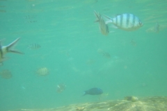 charm-churee-ko-tao-schnorcheln108