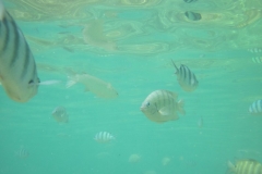 charm-churee-ko-tao-schnorcheln109