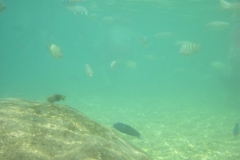 charm-churee-ko-tao-schnorcheln110