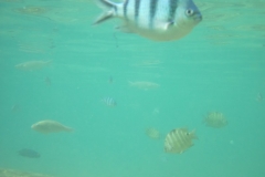 charm-churee-ko-tao-schnorcheln111