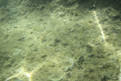 charm-churee-ko-tao-schnorcheln113