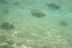 charm-churee-ko-tao-schnorcheln114