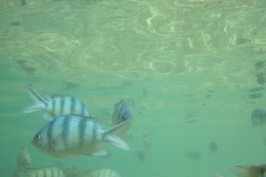 charm-churee-ko-tao-schnorcheln115