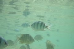 charm-churee-ko-tao-schnorcheln116