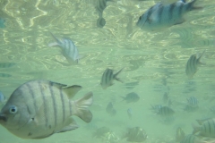 charm-churee-ko-tao-schnorcheln117