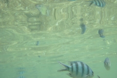 charm-churee-ko-tao-schnorcheln120