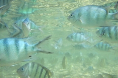 charm-churee-ko-tao-schnorcheln125