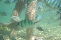 charm-churee-ko-tao-schnorcheln126