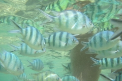 charm-churee-ko-tao-schnorcheln127