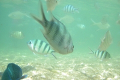 charm-churee-ko-tao-schnorcheln133