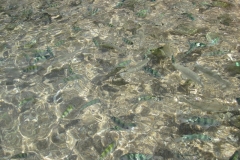 charm-churee-ko-tao-schnorcheln134