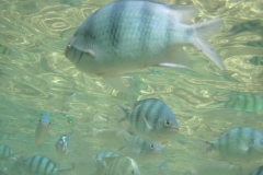 charm-churee-ko-tao-schnorcheln137