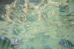 charm-churee-ko-tao-schnorcheln138