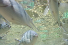 charm-churee-ko-tao-schnorcheln139