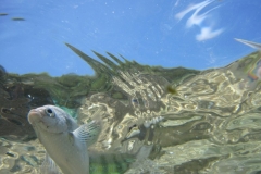 charm-churee-ko-tao-schnorcheln140